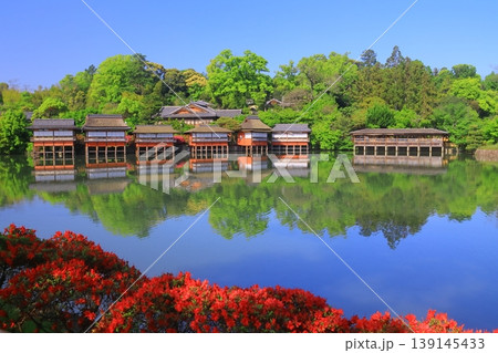 長岡天満宮 八条ケ池に咲くつつじ(京都府長岡京市) 長岡天満宮 八条ケ池に咲くつつじ(京都府長岡京市) 139145433