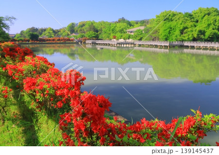 長岡天満宮　八条ケ池に咲くつつじ（京都府長岡京市） 139145437
