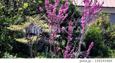庭先に咲くハナズオウの鮮やかなピンクの花 春の住宅風景 庭先に咲くハナズオウの鮮やかなピンクの花 春の住宅風景 139145469