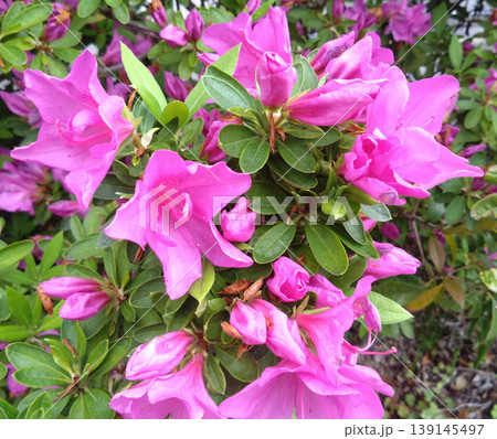 満開のピンクのツツジ　新緑に映える華やかな春の花風景 139145497