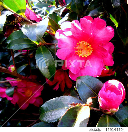 鮮やかな紅色の椿の花と蕾　光に映える冬から春の庭木 139145504