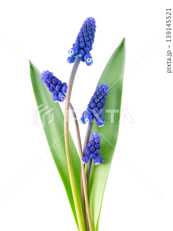 Muscari flower isolated on white background. Grape Hyacinth. Clipping path. Muscari flower isolated on white background. Grape Hyacinth. Clipping path. 139145521