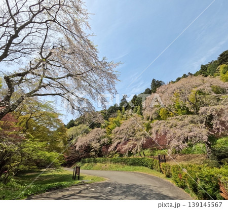 零羊崎神社の春景色 零羊崎神社の春景色 139145567
