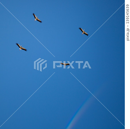 A flock of storks on a background of blue sky. Four birds fly in the clouds. Stork isolated. Big white bird. Rainbow in the sky. Place for text. Copy space. Wild birds life. 139145639