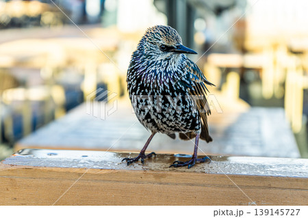 Bird Starling Sturnus vulgaris common closeup 139145727