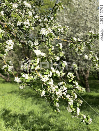 Apple tree blossoms in sunny orchard with green foliage and bright background 139145761