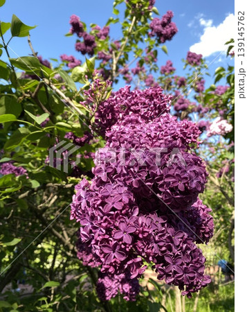 Purple lilac blossoms on a tree branch with green leaves under a clear blue sky 139145762