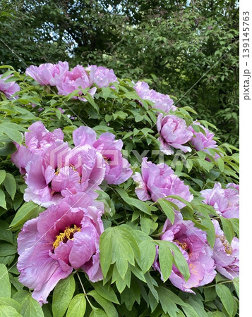 Peonies in a lush garden with green leaves creating a vibrant natural background 139145763