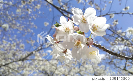 青空と満開のベールの下、春陽に白光り咲き誇る桜の花七輪 青空と満開のベールの下、春陽に白光り咲き誇る桜の花七輪 139145800
