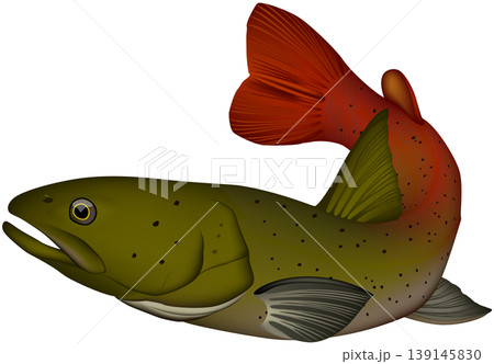 魚イラスト アムールイトウ(タイメン) ベクター形式 白背景単体 魚イラスト アムールイトウ(タイメン) ベクター形式 白背景単体 139145830