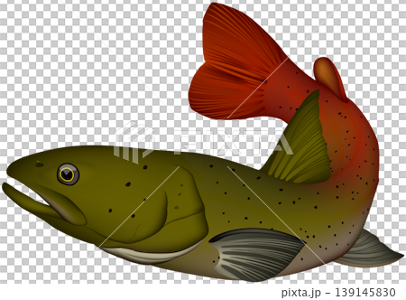 魚類插圖：阿穆爾哲羅魚（哲羅魚），向量格式，白色背景上的單張圖片。 139145830