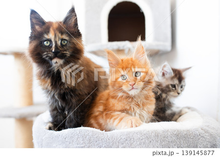 multicolored maine coon kittens sit together with each other in a cozy warm home environment 139145877