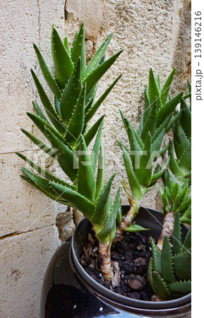 An Aloe Vera plant in a cream coloured ceramic pot at sunset. Long shadows projected onto a white background. Serrated leaves with pale spots. Winter sunlight. December 2023. 139146216