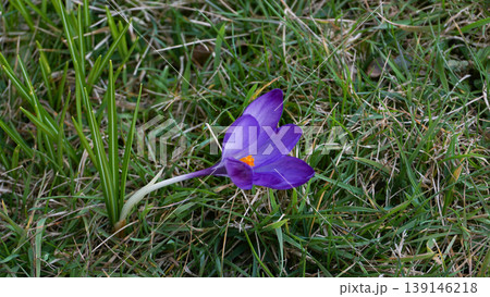 Crocus blossom, crocuses Crocus as a still life, close-up and detailed view 139146218