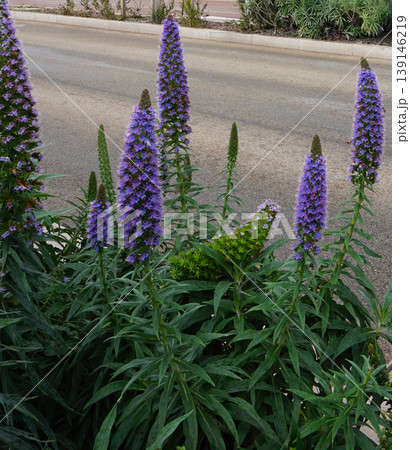 Echium candicans Pride of Madeira plant 139146219