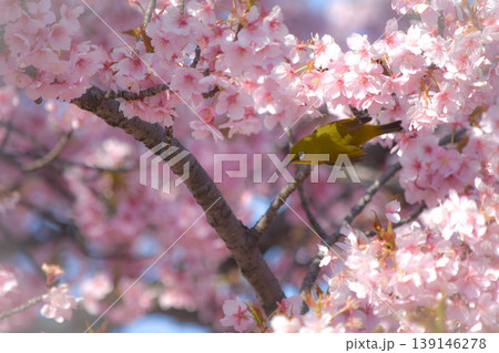春の訪れ 桜の花を吸蜜するメジロ 139146278
