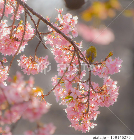 春の訪れ 桜の花を吸蜜するメジロ 春の訪れ 桜の花を吸蜜するメジロ 139146279