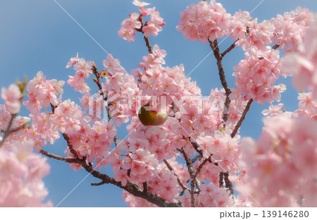 春の訪れ 桜の花を吸蜜するメジロ 春の訪れ 桜の花を吸蜜するメジロ 139146280