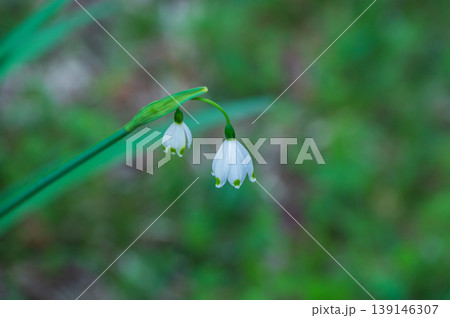 スノードロップの白くて可憐な花 スノードロップの白くて可憐な花 139146307