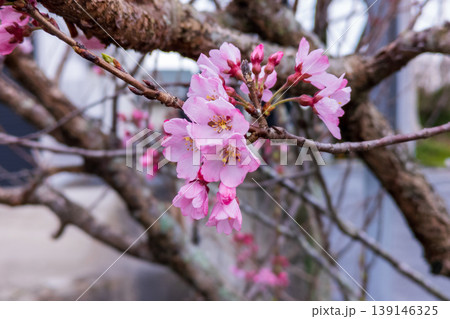 オカメザクラのピンクの花 オカメザクラのピンクの花 139146325