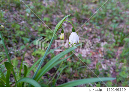 スノードロップの白くて可憐な花 スノードロップの白くて可憐な花 139146329