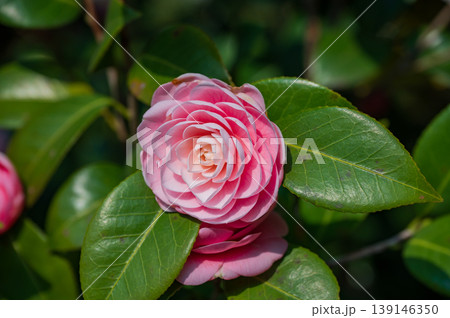 乙女椿の華やかで上品なピンクの花 139146350