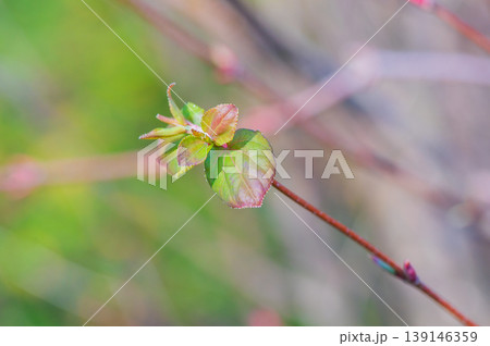 カツラの木の新芽 カツラの木の新芽 139146359
