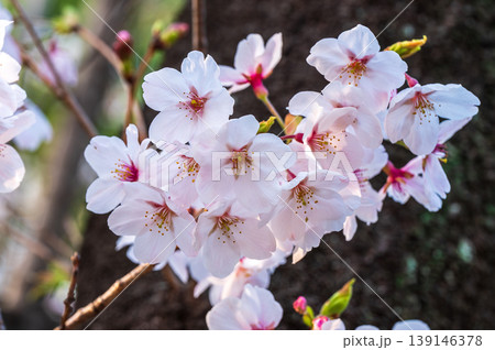 満開のソメイヨシノのピンクの花 満開のソメイヨシノのピンクの花 139146378