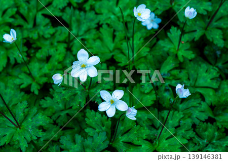 ニリンソウの白い花 ニリンソウの白い花 139146381