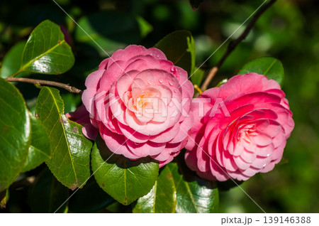 乙女椿の華やかで上品なピンクの花 乙女椿の華やかで上品なピンクの花 139146388