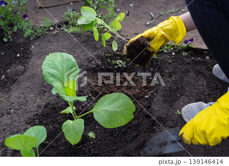 Gardening with gloves in a vegetable garden Gardening with gloves in a vegetable garden 139146414