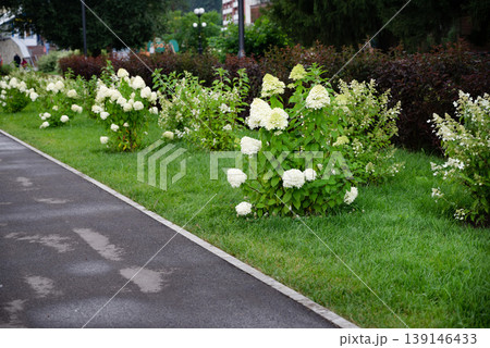 Beautiful hydrangea flowers in a garden setting with outdoor furniture. 139146433