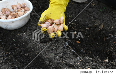 Gardener planting garlic cloves in soil on a sunny day in spring 139146472
