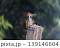 Blackrumped flameback perched (Dinopium benghalense) or lesser golden-backed woodpecker or lesser golden back sitting on concrete pole 139146604