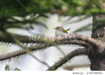tailor bird sitting on the chritmas tree looking above for something . 139146605