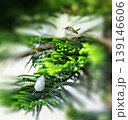 tailor bird sitting on the chritmas tree looking above for something . 139146606