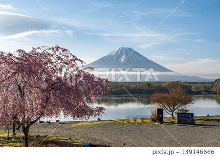 富士山と精進湖の桜 富士山と精進湖の桜 139146666