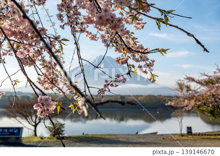 富士山と精進湖の桜 139146670