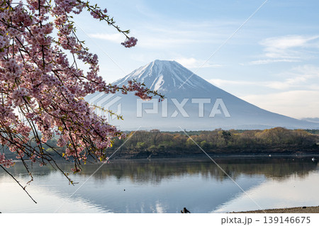 富士山と精進湖の桜 139146675