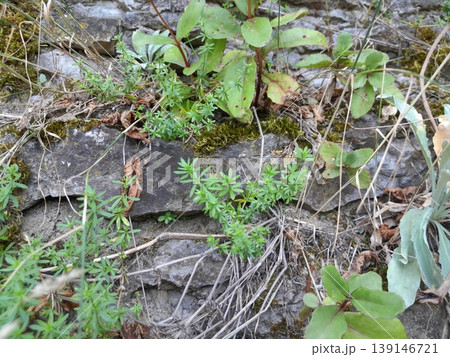 Green Climbing Plants Growing on Old Stone Wall with Natural Texture Green Climbing Plants Growing on Old Stone Wall with Natural Texture 139146721