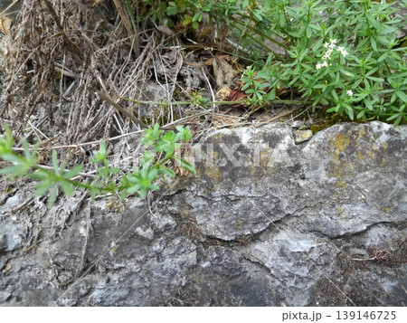 Green Climbing Plants Growing on Old Stone Wall with Natural Texture Green Climbing Plants Growing on Old Stone Wall with Natural Texture 139146725