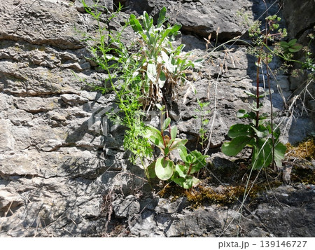 Green Climbing Plants Growing on Old Stone Wall with Natural Texture Green Climbing Plants Growing on Old Stone Wall with Natural Texture 139146727