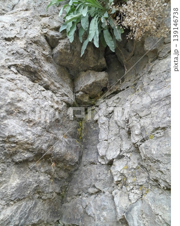 Green Climbing Plants Growing on Old Stone Wall with Natural Texture Green Climbing Plants Growing on Old Stone Wall with Natural Texture 139146738