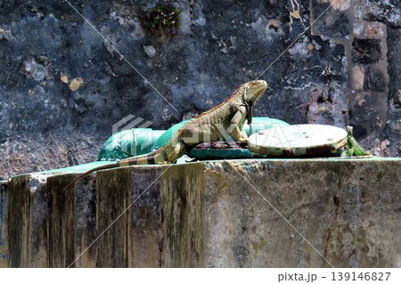 Iguana basking in the sun 139146827