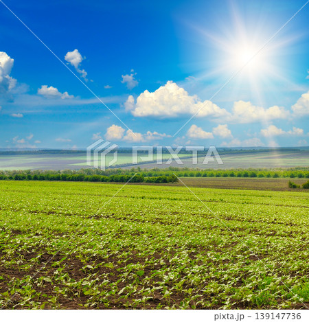 Young Sunflower Field Under a Bright Summer Sun Young Sunflower Field Under a Bright Summer Sun 139147736