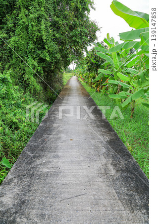A residential area amidst peaceful orchards in the suburbs of Thailand. A residential area amidst peaceful orchards in the suburbs of Thailand. 139147858
