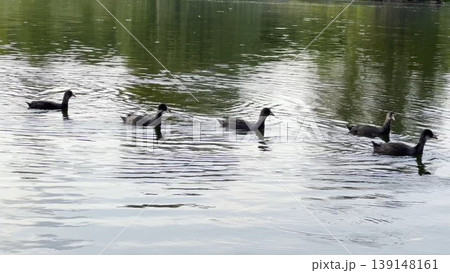 Group of black ducks swimming together on a lake during a summer day. Calm water reflects the sunlight as birds move peacefully across the surface, creating a natural and harmonious wildlife scene Group of black ducks swimming together on a lake during a summer day. Calm water reflects the sunlight as birds move peacefully across the surface, creating a natural and harmonious wildlife scene 139148161