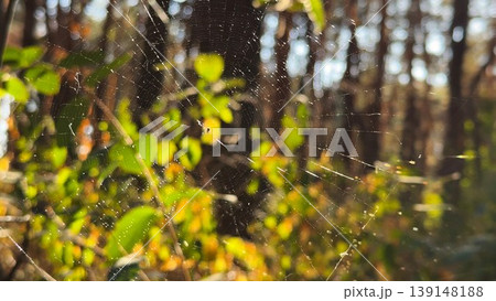Spiderweb swaying in wind at forest with sunlight at background. Spider builds a cobweb at woodland. Beautiful nature scene on summer park at sunset. Concept of wildlife. Slow motion 139148188