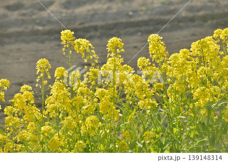 菜の花 菜の花 139148314
