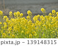 菜の花 139148315